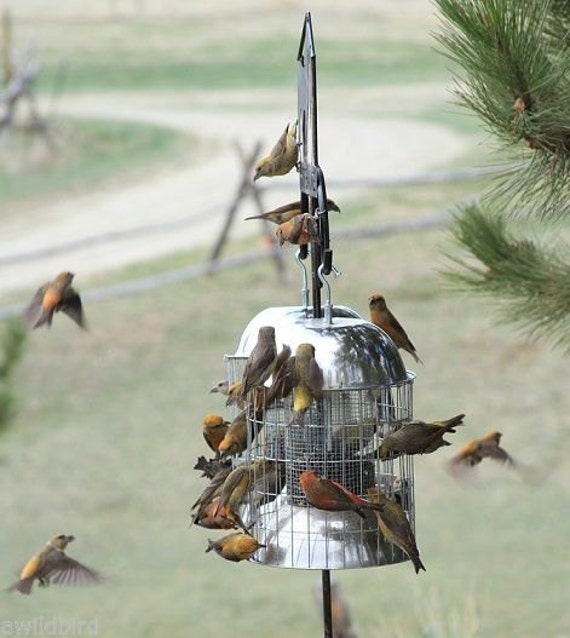 Squirrel Proof Large Bird Stopper Bird Feeder For Songbirds Etsy