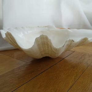 Peut inclure: Un grand coquillage naturel blanc avec un intérieur lisse et brillant et un bord extérieur festonné et texturé. La coquille présente de subtiles variations de couleur beige et brun clair le long de son bord incurvé et ondulé.