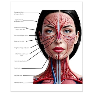 Poster medico sull'anatomia del viso - Stampa artistica da parete didattica / Carta opaca classica / Regalo per studenti di medicina