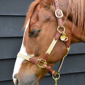 May include: A brown horse with a white blaze on its face wearing a tan and brown leather halter with a brass buckle and a brass ring. The horse is standing in front of a black wooden wall.