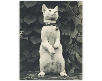 Cute Cat Vintage Photograph Black and White Thomas Eakins Print