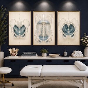 May include: Three framed wall art prints featuring detailed anatomical illustrations of the human pelvis and torso in shades of blue and cream. The artwork displays skeletal structures and internal muscles with a vintage, scientific aesthetic.