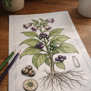 以下が含まれることがあります： 紫色の花、緑の葉、濃い色の実を持つ植物の、詳細な植物図。果物の断面図、小さなボトル、3つの果物も含まれています。2本の色鉛筆が左側にあります。