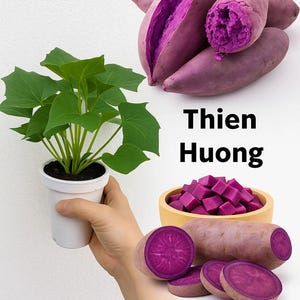 5 Rooted Okinawa Purple Sweet Potato Plants | Organic Sweet Potato Slips For Gardening