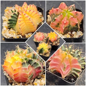 May include: A collection of five small cactus plants in pots. The cactus plants are a variety of colors, including green, yellow, pink, and red. The cactus plants are all in different stages of growth.