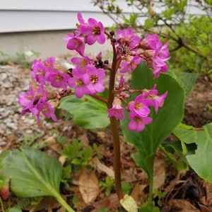 Bergenia