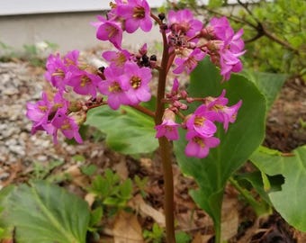 Bergenia
