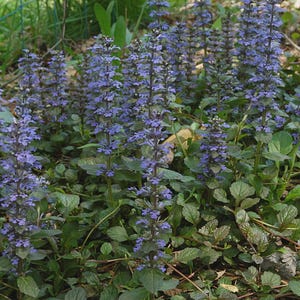 Ajuga reptans 12 plantlets