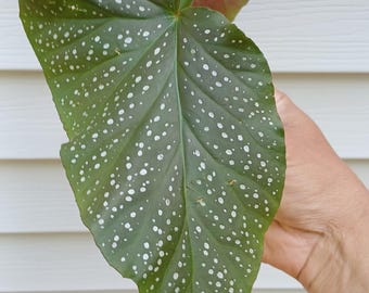 Angel Wing Begonia