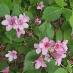 Pink Weigela