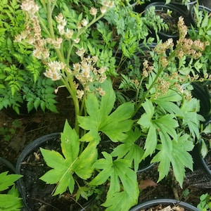 Mukdenia rossii