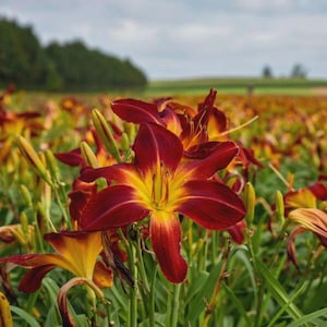 Ruby Spider Daylily