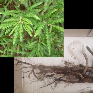 May include: An image featuring two distinct views of a plant. The top left shows a close-up of vibrant green, fern-like foliage. The bottom right reveals the plant's root system, displayed in a cardboard box, showcasing its intricate structure and earthy tones.
