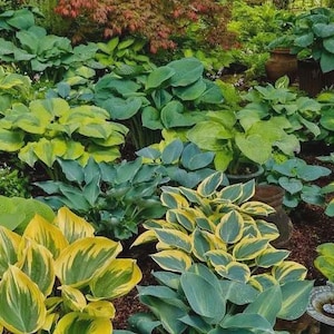 Hostas 3 mixed