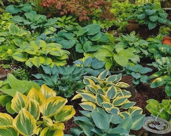 May include: A lush garden bed filled with various hosta plants. The hostas display a range of green and yellow hues, with some leaves featuring variegated patterns. Several potted plants are visible, adding to the garden's layered texture and vibrant colors.