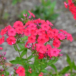 Red Garden Phlox