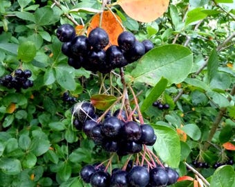 Black Chokeberry