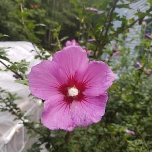 Rose of Sharon