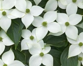 Kousa Dogwood