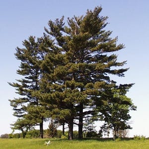 May include: A group of tall, green pine trees with dense foliage, set against a clear blue sky. The trees stand in a grassy field, creating a natural landscape scene. The image captures the essence of a serene outdoor environment.