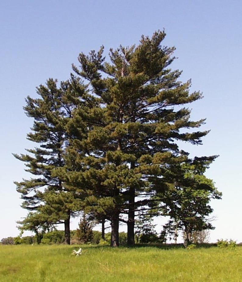 May include: A group of tall, green pine trees with dense foliage, set against a clear blue sky. The trees stand in a grassy field, creating a natural landscape scene. The image captures the essence of a serene outdoor environment.