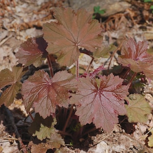 Heuchera villosa