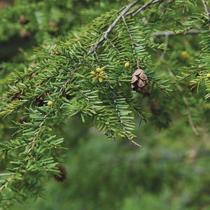 Eastern Hemlock 3 Trees