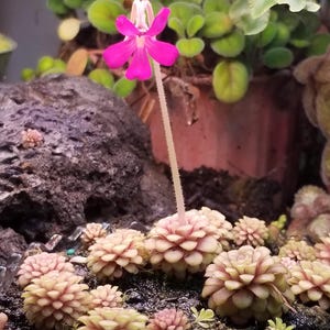 May include: A vibrant pink flower with a white center stands tall among a cluster of small, light-colored succulents. The background features green foliage and a dark, textured rock, creating a natural, botanical scene.
