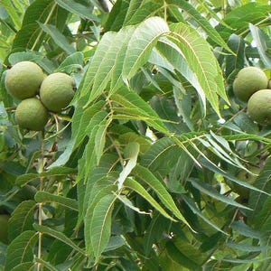 May include: Green walnuts growing on a tree branch with green leaves.
