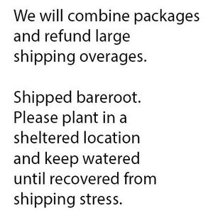 Eastern White Pine 3 trees image 3