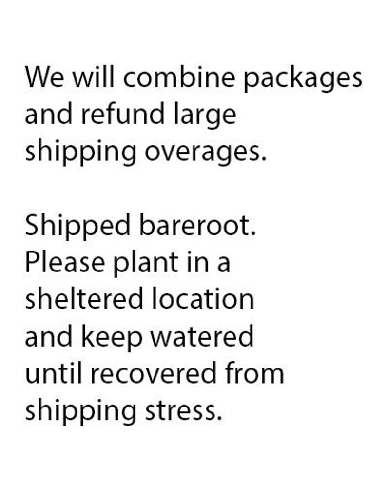 Eastern White Pine 3 trees image 3