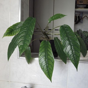 Dorstenia elata