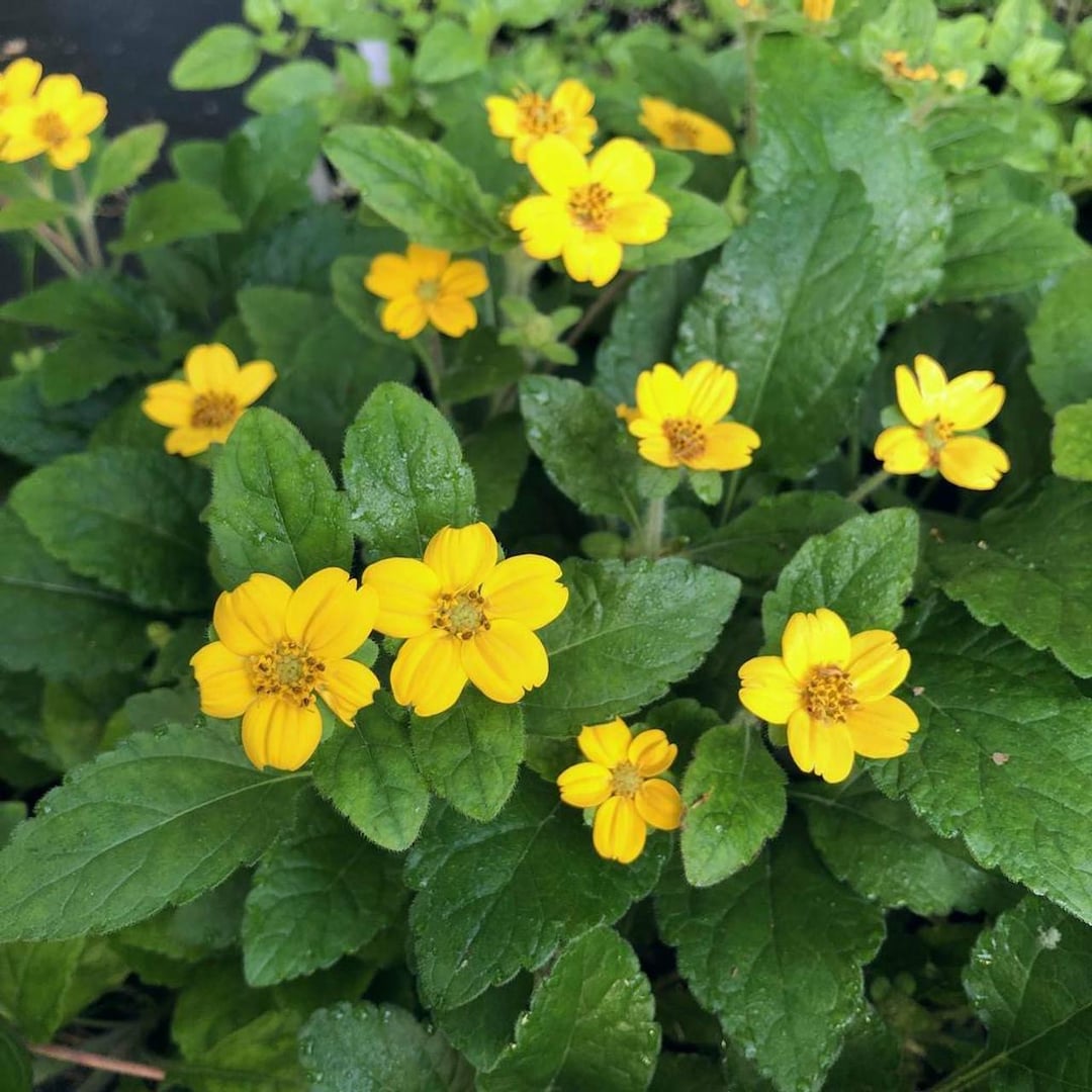 Green and Gold Plant - Etsy