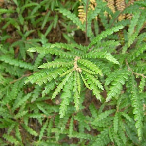 Sweetfern