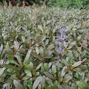 Ajuga Chocolate Chip