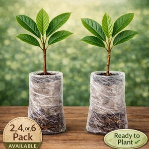Big Jim Loquat Seeds - Etsy