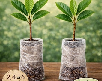 Live Loquat Seedlings, Fruit Tree Starter Kit, Fast Growing Evergreen, Zones 8-10