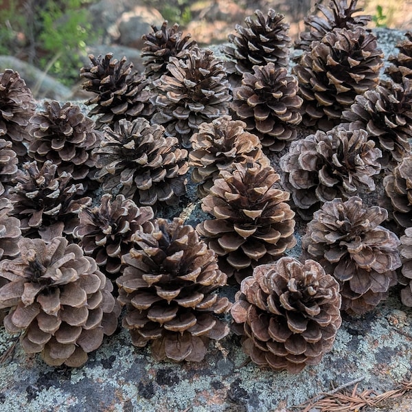 May include: A collection of brown pine cones of varying sizes, arranged on a large, gray rock. The cones are detailed, with visible scales and textures. The natural setting includes hints of green foliage and sunlight.