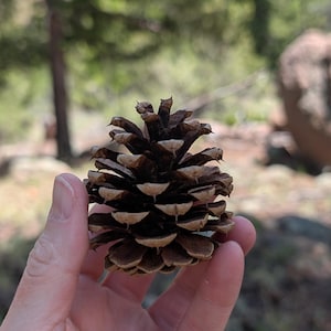 May include: A brown pine cone with layered scales is held in a hand. The pine cone is in focus, with a blurred natural background of trees and rocks. The cone's texture and color are prominent.