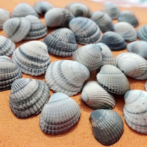 Ierse kokkel, groothandelbenodigdheden voor kunst, knutselen, sieraden, trouwbedankjes, woondecoratie, kandelaars, windgong.