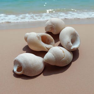 May include: A collection of off-white seashells with open interiors, resting on a sandy surface. The shells vary in size and shape, with visible textures and natural markings. The background shows the ocean and the shoreline.