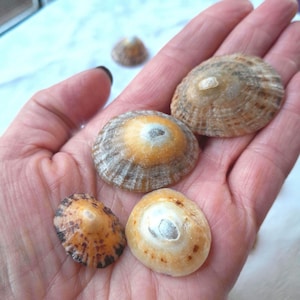 Irländska snäckskal, naturliga strandsnäckor för hantverksprojekt och smyckestillbehör, kustnära väggkonst, bordsdekoration.