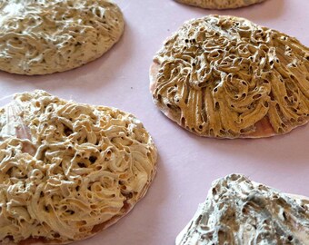 Pendentifs irlandais en forme de coquille Saint-Jacques, 10 pièces, conception unique de vers en tube, vente en gros de bijoux à faire soi-même, décoration naturelle pour la maison, fabrication de coquillages