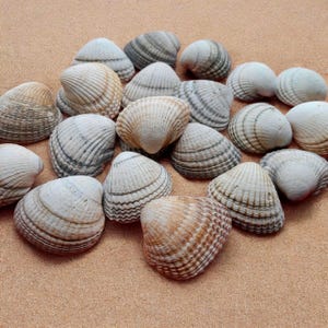 Iers bruine gewone schelpen Groothandelbenodigdheden voor kunst, knutselen, sieraden, trouwbedankjes, strand, woondecoratie, kandelaars, windgong.