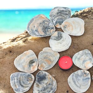 Vendita all'ingrosso di conchiglie di ostriche nere irlandesi, gioielli, articoli per campanelli eolici, decorazioni nautiche per la casa sulla spiaggia, articoli per decorazioni naturali per giardini.