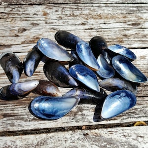 May include: A collection of scattered mussel shells featuring smooth, iridescent interiors in shades of deep blue, violet, and pearlescent white, contrasted with dark, weathered, and textured exterior surfaces of the bivalve mollusk shells.