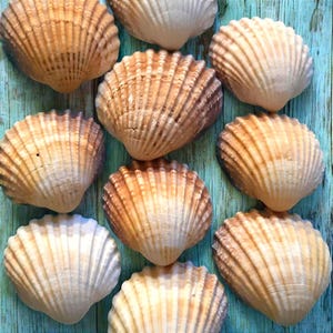 Irländska bruna taggiga hjärtmusslor snäckskal, tillbehör för konst, hantverk, smycken, bröllopspresenter, strand, heminredning ljusstakar, vindspel