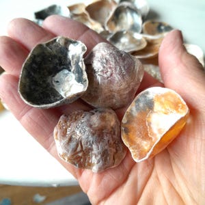 Op de afbeelding: Close-up van verschillende schelpen in verschillende vormen en kleuren, waaronder bruin, oranje en zwart. De schelpen worden in een hand gehouden, met andere schelpen zichtbaar op de achtergrond. De schelpen hebben een natuurlijke, organische uitstraling.