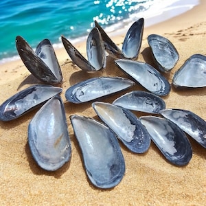 Può includere: Un assortimento di gusci di cozze vuoti in tonalità blu e grigie, sparsi su una spiaggia sabbiosa. I gusci sono aperti, rivelando i loro interni madreperlacei. L'oceano è visibile sullo sfondo.