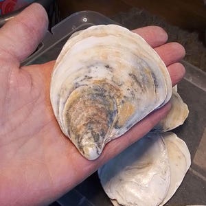 Op de afbeelding: Een verzameling oesterschelpen met een natuurlijke, getextureerde uitstraling. De schelpen vertonen een reeks kleuren, waaronder crème, bruin en hints van goud. De schelpen worden in een hand gehouden, wat hun grootte en vorm laat zien.